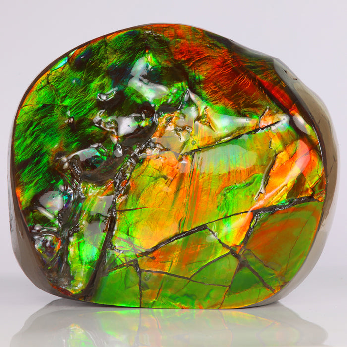 832g Bright Double Sided Ammolite Fossil Fragment from Canada title=