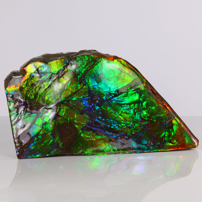 238g Multicolor Double Sided Ammolite Fossil title=