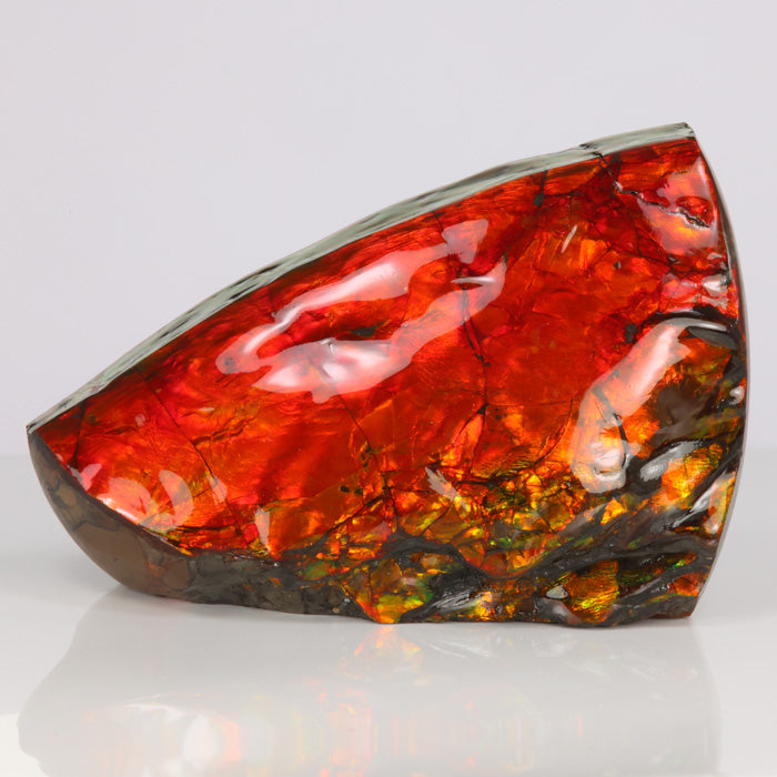 316g Mostly Red Double Sided Ammolite Fossil Fragment title=