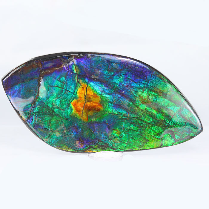 130g Deep Colored Ammolite Gem Fossil title=