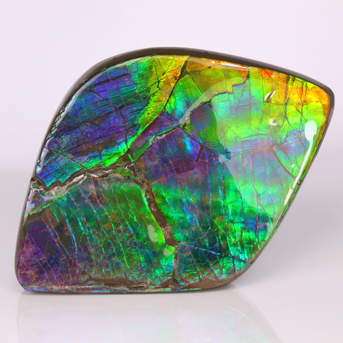 202g Two Sided Canadian Ammolite Specimen title=